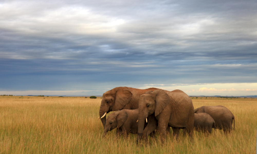 Travelling To Kenya