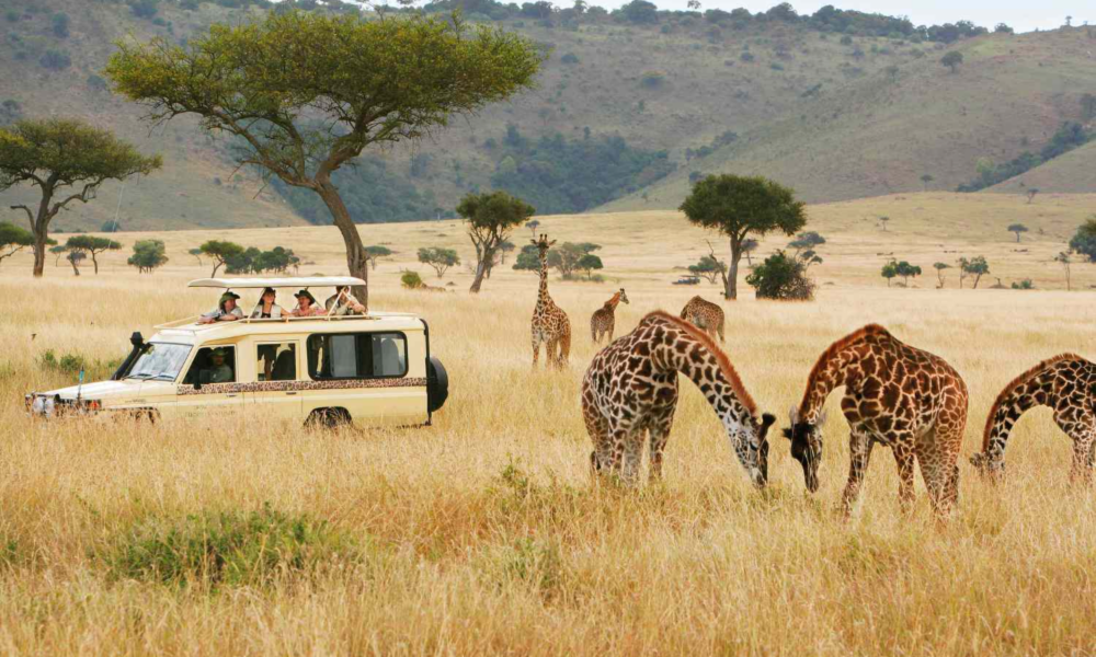 Kenya Safari
