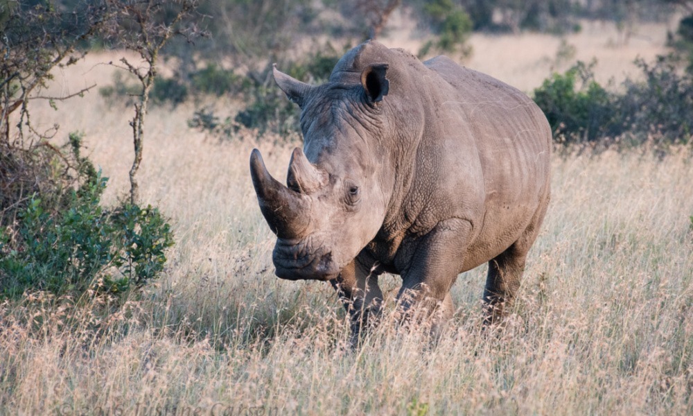Ol Pejeta Conservancy