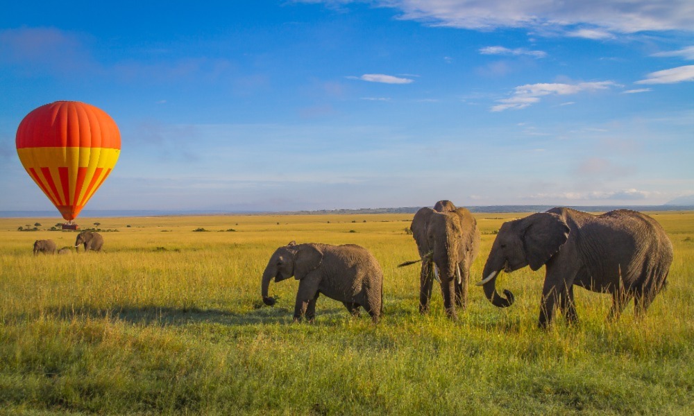Masai Mara Safari