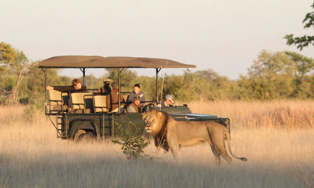 Wildlife Safely In Kenya