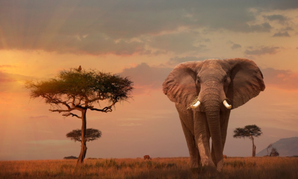 Kenya Wildlife Safari