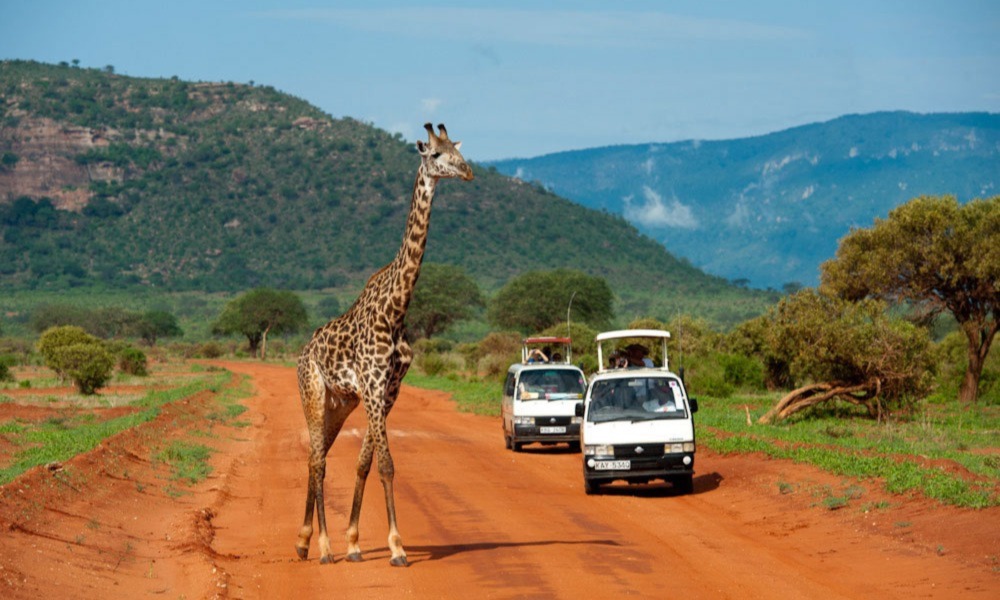 Wildlife in Kenya
