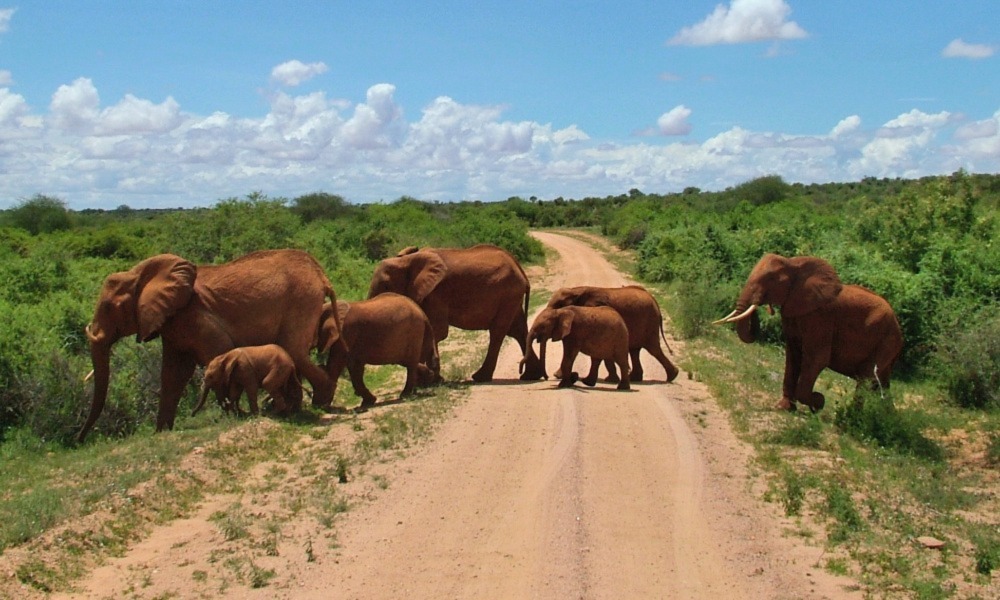 First Time Kenya Safari