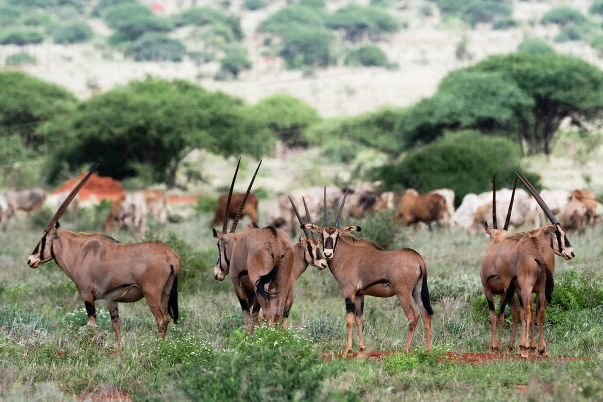 Tsavo West National Park image 4