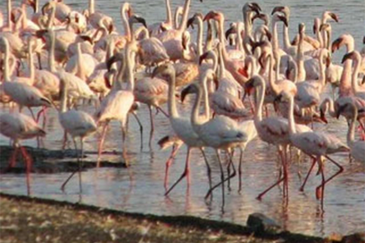 Lake Bogoria National Reserve image 2