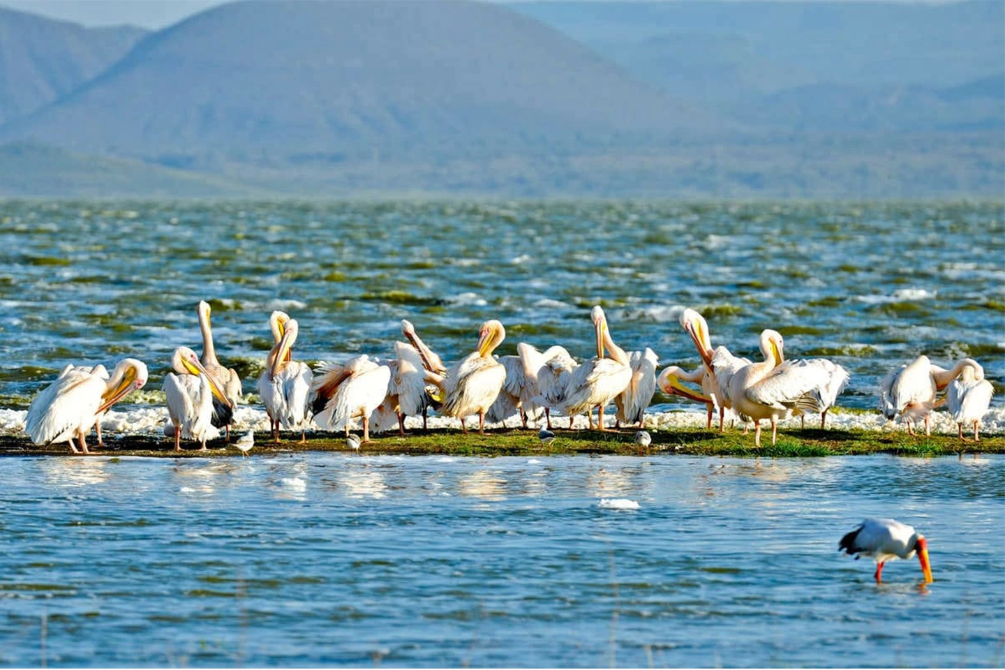 Lake Elementaita Wildlife Sanctuary image 6