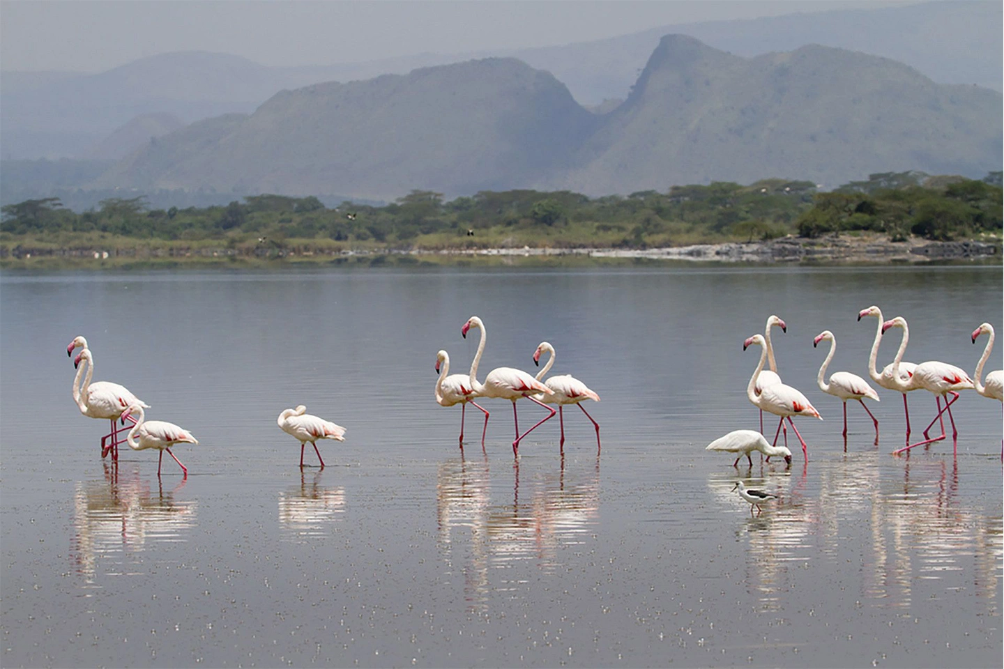 Lake Elementaita Wildlife Sanctuary image 9