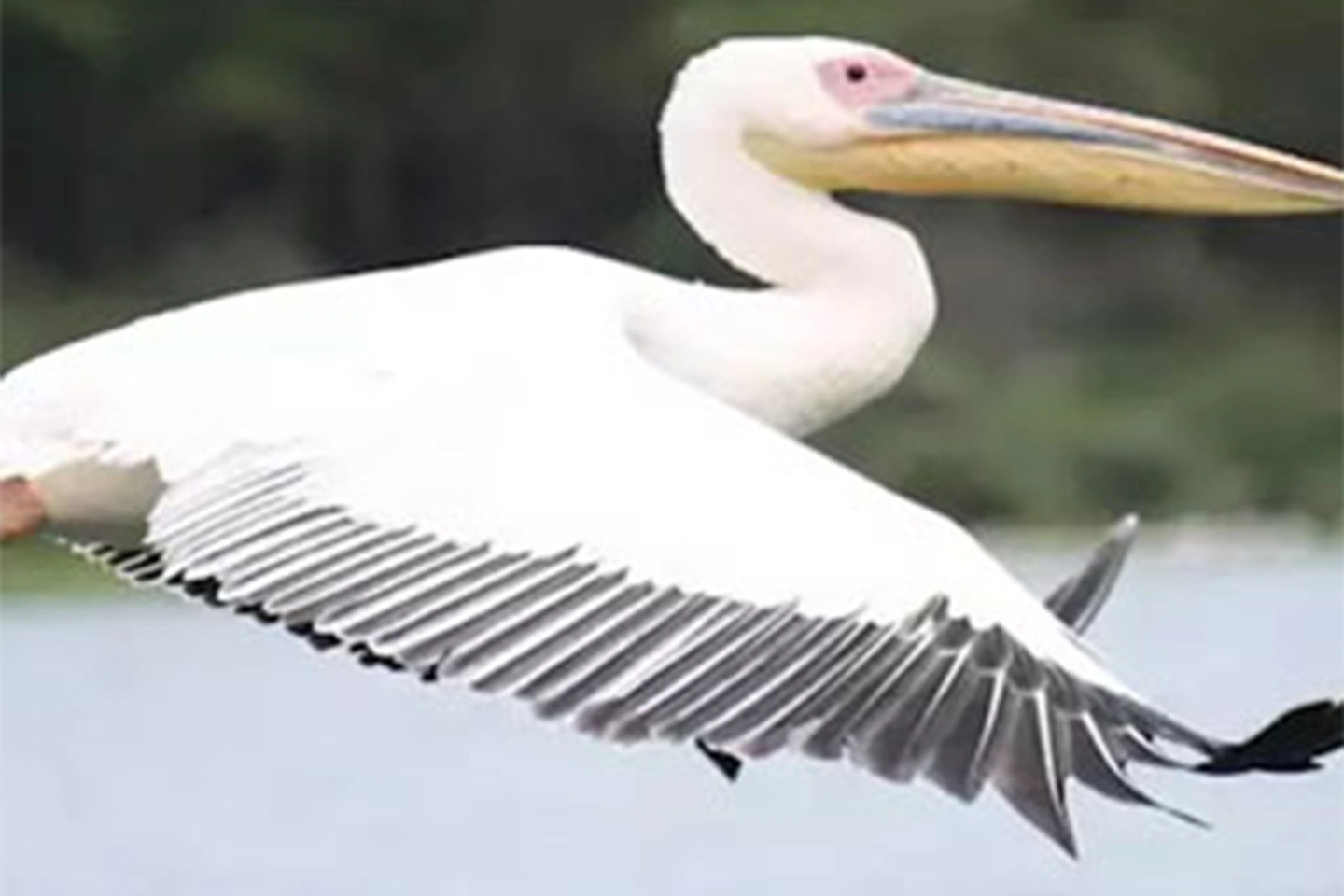 Lake Naivasha image 3