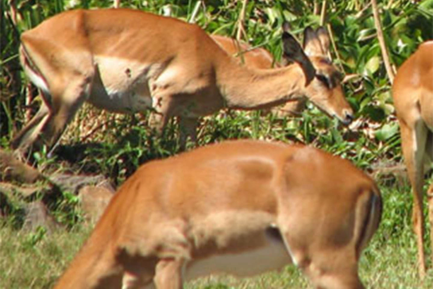Ruma National Park image 4