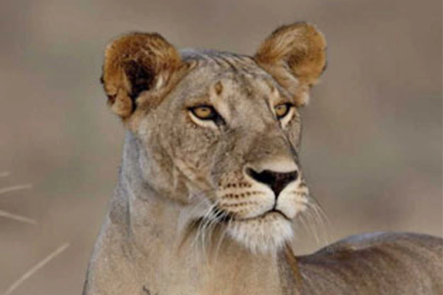 Samburu National Reserve image 4