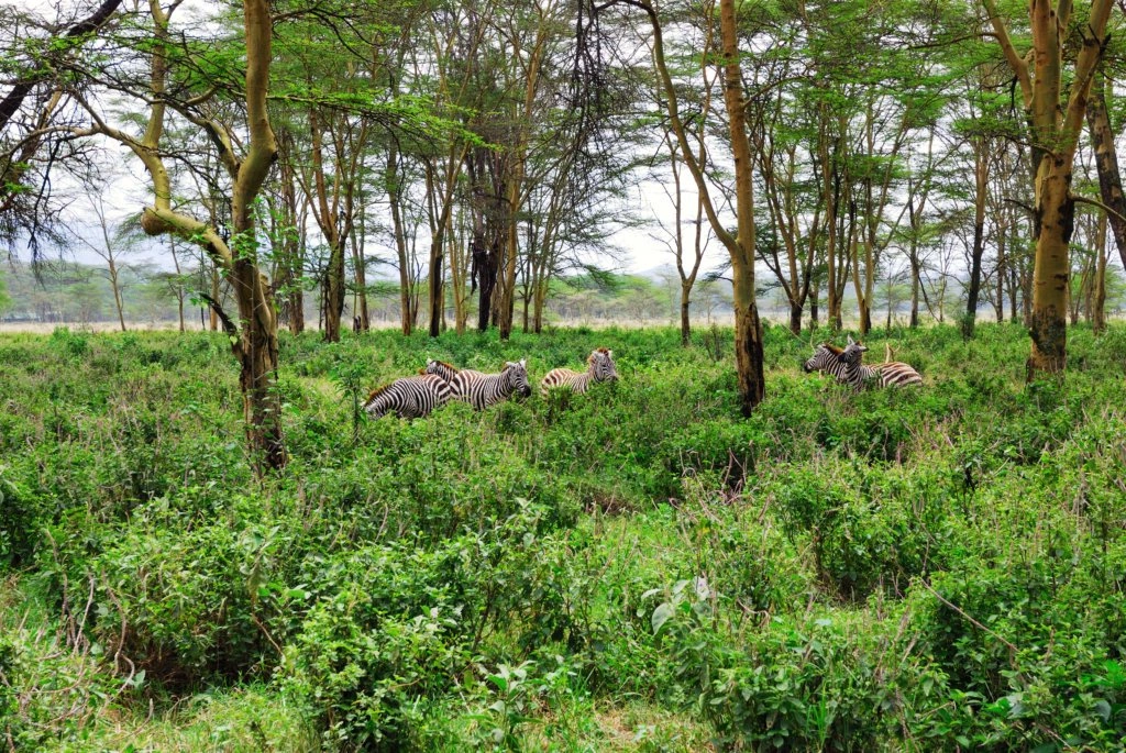 Arabuko Sokoke National Park image 6