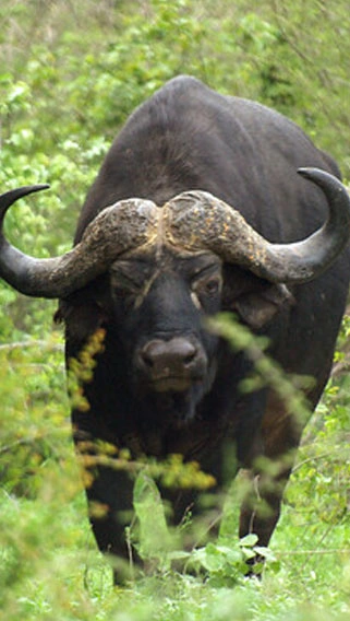 Buffalo Springs National Reserve image 8