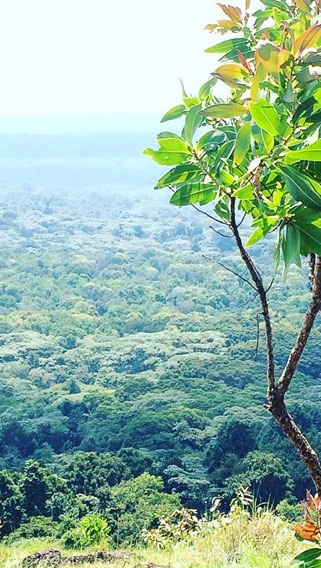 Kakamega Forest National Reserve image 3