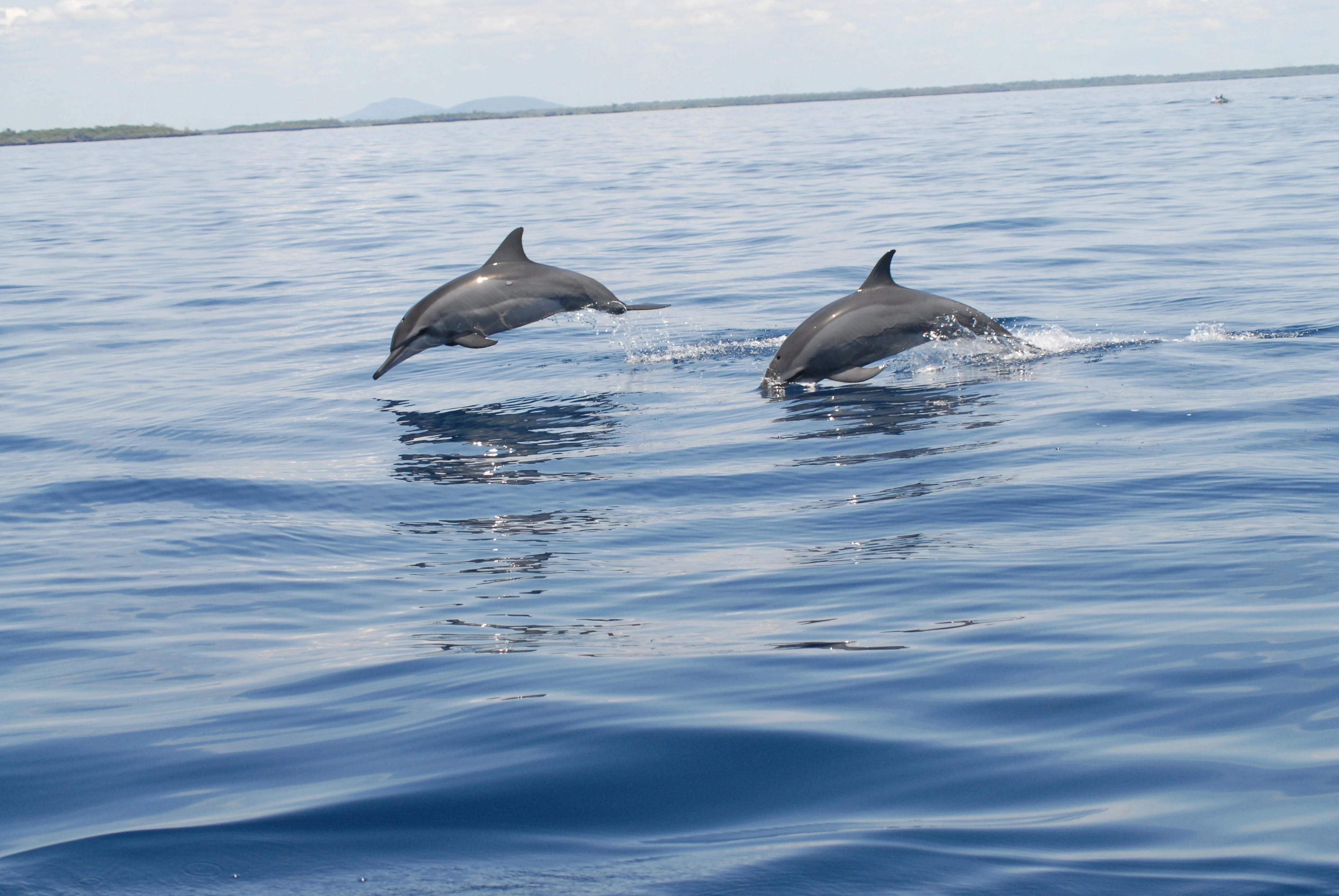 Kisite Mpunguti Marine National Park image 3