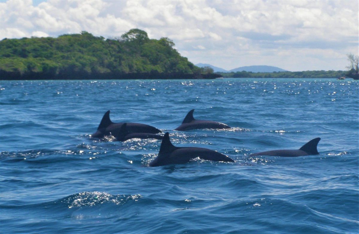Kisite Mpunguti Marine National Park image 4