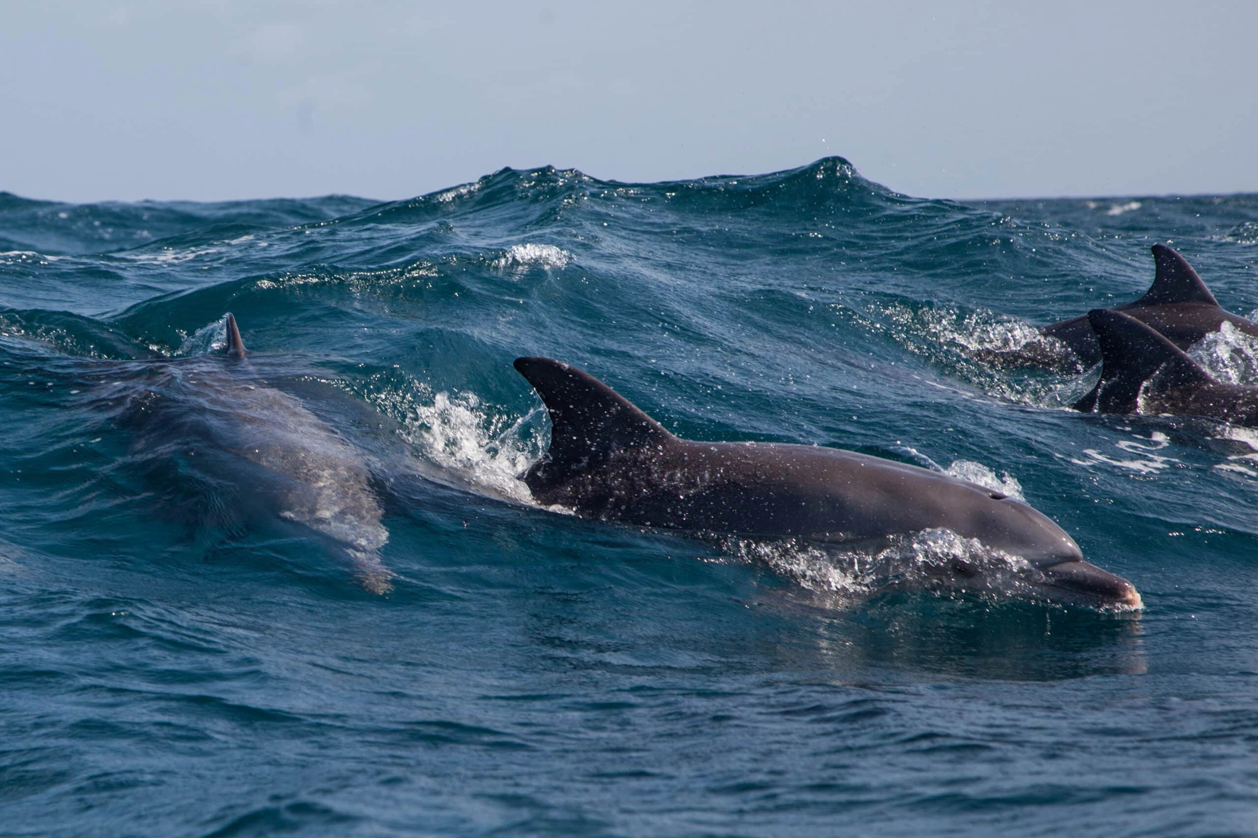 Kisite Mpunguti Marine National Park image 2