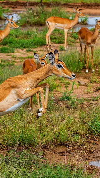 Kisumu Impala Sanctuary image 3