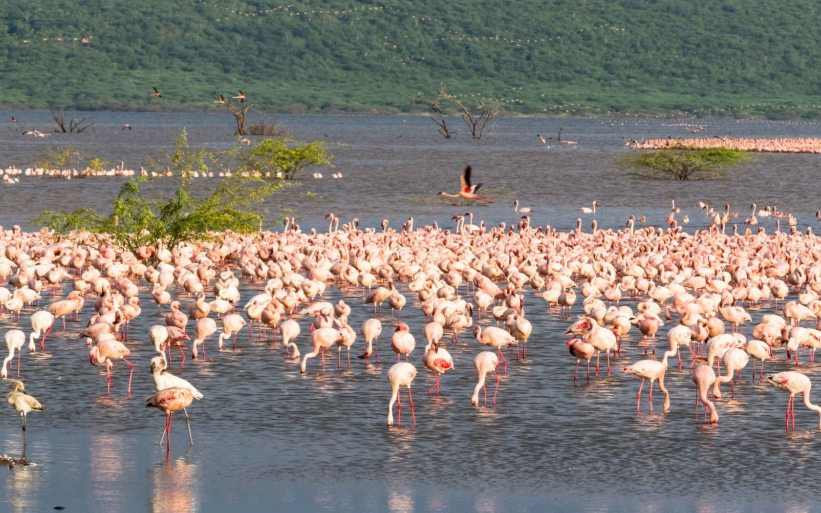 Lake Baringo National Reserve image 4