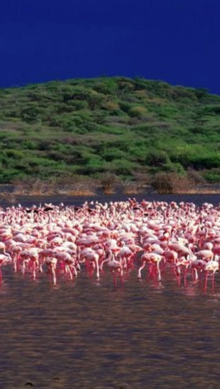 Lake Baringo National Reserve image 3