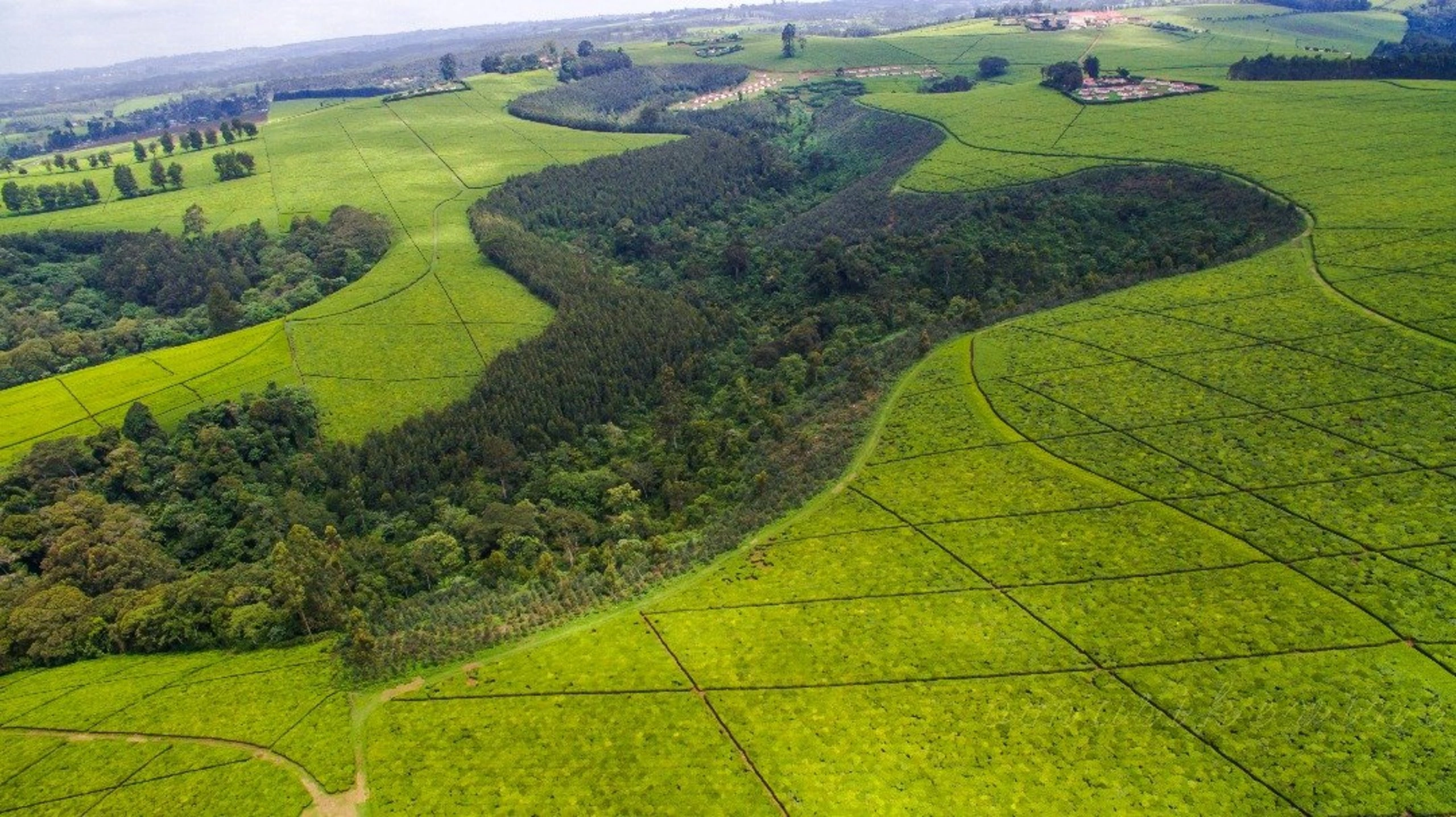 Limuru Tea Plantations image 5