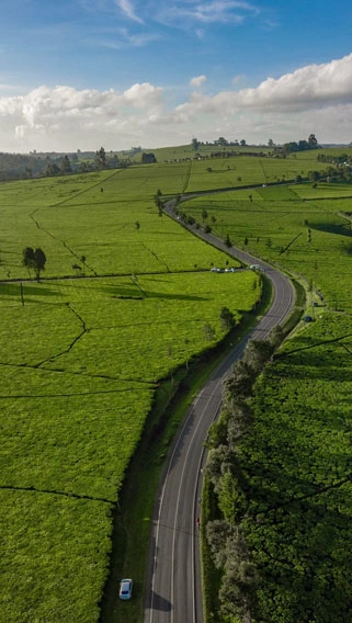Limuru Tea Plantations image 2