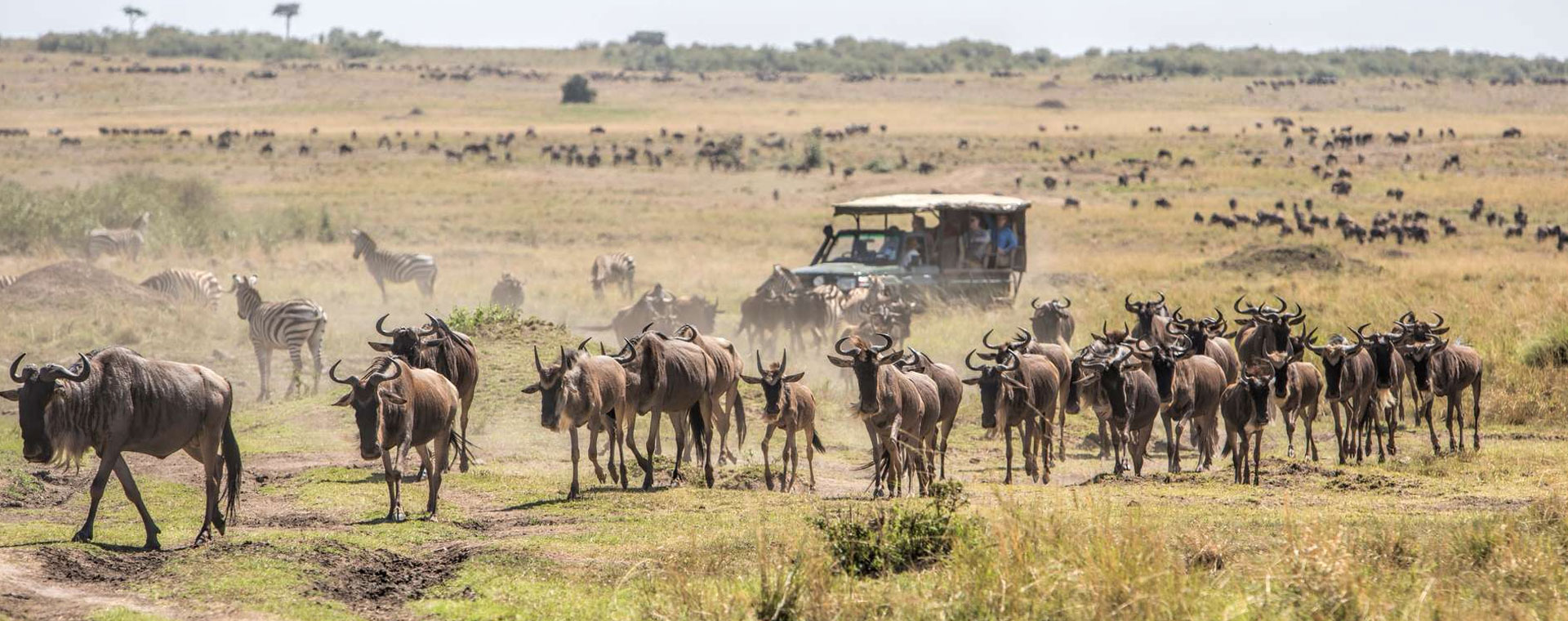 Masai Mara National Reserve image 3